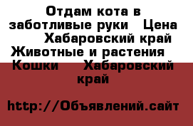 Отдам кота в заботливые руки › Цена ­ 1 - Хабаровский край Животные и растения » Кошки   . Хабаровский край